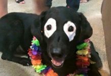 Rowdy, el curioso labrador con vitíligo