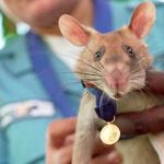 Magawa, la rata gigante «buscaminas» más famosa, se jubila en Camboya camboya, jubilacion, rata, buscaminas, magawa, africa, viral, animales, roedores,