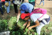 Continúa campaña de reforestación en León