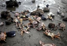Pescadores de Chiloé demandarán a culpables de marea roja