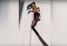 Cangrejo armado con un cuchillo intenta escapar de un restaurante