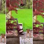 Captan a oso divirtiéndose en hamaca del jardín de una vivienda tendencias, oso, hamaca, video,