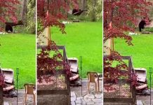 Captan a oso divirtiéndose en hamaca del jardín de una vivienda tendencias, oso, hamaca, video,
