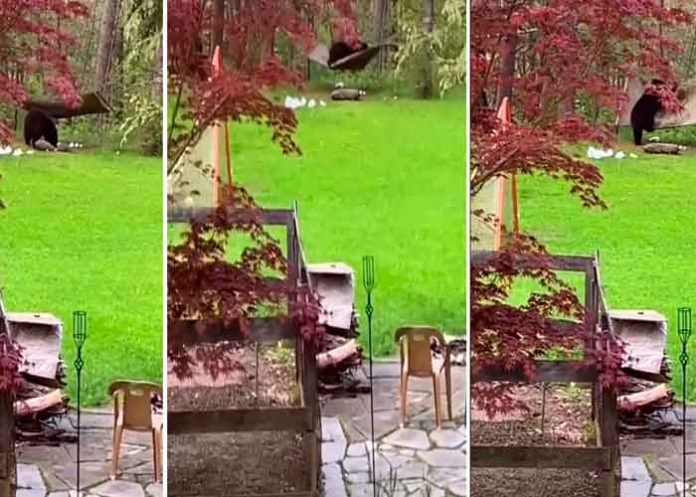 tendencias, oso, hamaca, video,