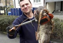 Londres: capturan rata gigante del tamaño de un niño de 4 años