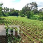 Nicaragua, carazo, productores, cultivos,