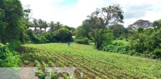 Nicaragua, carazo, productores, cultivos,