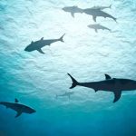 ciencia, tiburones, extincion,