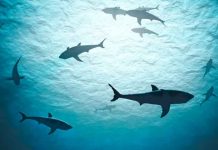 90 % de los tiburones murieron hace 19 millones de años ciencia, tiburones, extincion,
