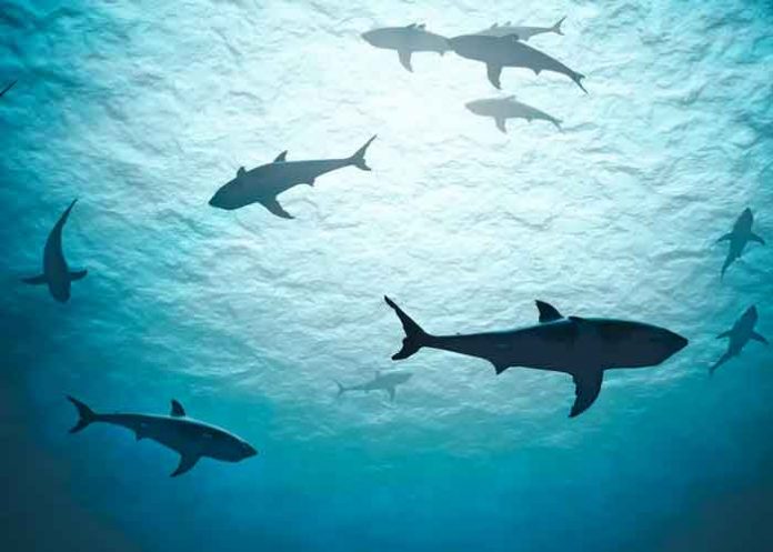 ciencia, tiburones, extincion,