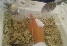 Población se desborda a degustar el ceviche más grande de Nicaragua