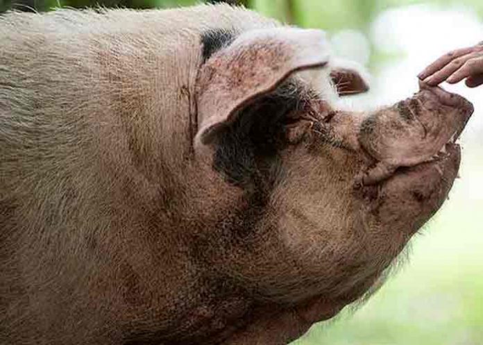 china, muerte, cerdo,