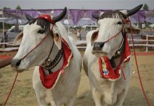 India: realiza certamen de belleza para vacas