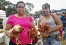 Bono Productivo Alimentario beneficia a más familias