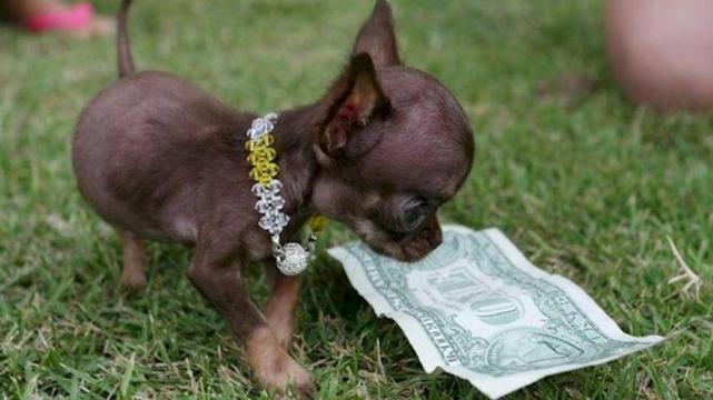 chihuahua