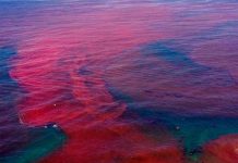 Chile: Alerta sanitaria por marea roja en la sureña región de Los Lagos