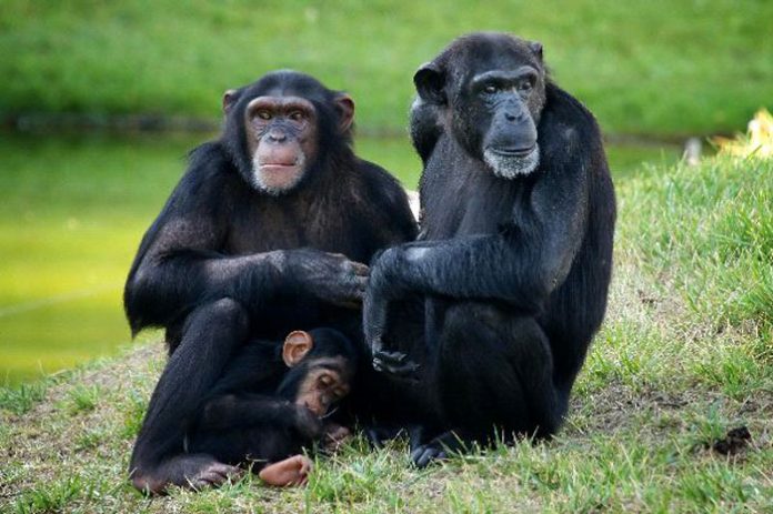 chimpance-portada