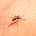 La OMS declara a China país libre de malaria China, malaria, oms, autoridades sanitarias,