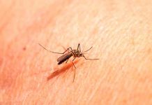 China, malaria, oms, autoridades sanitarias,