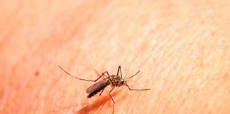 China, malaria, oms, autoridades sanitarias,