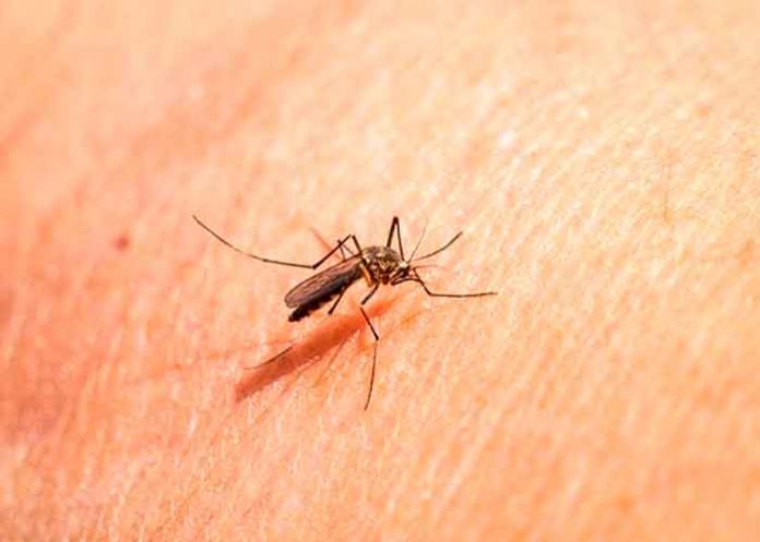 China, malaria, oms, autoridades sanitarias,