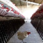 China, gripe aviar H10N3, primer caso, humanos,