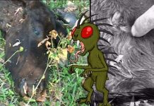 ¿El Chupacabras anda suelto en Jalapa?