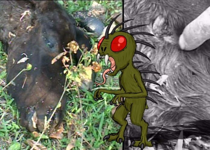 chupacabras01