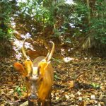 Detectan en Camboya una especie rara y amenazada de ciervo camboya, especie, ciervo, descubrimiento,