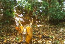 Detectan en Camboya una especie rara y amenazada de ciervo camboya, especie, ciervo, descubrimiento,