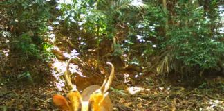 camboya, especie, ciervo, descubrimiento,
