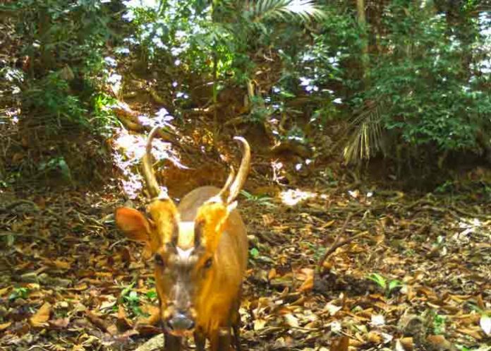 ciervo- camboya, especie, ciervo, descubrimiento,