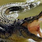 cocodrilo, mexico, ataque, mujeres,