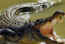 Dos mujeres son atacadas por cocodrilo en sur de México cocodrilo, mexico, ataque, mujeres,