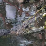 mexico, ataque, cocodrilo, mujer,