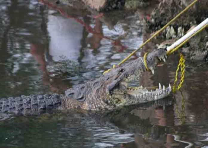mexico, ataque, cocodrilo, mujer,