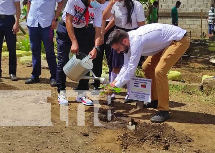 nicaragua, arboles, siembra, venezuela, colegio,