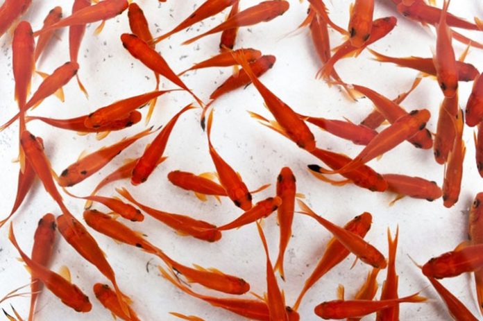 comerse-peces-dorados
