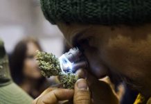 Concurso en Uruguay elige las mejores muestras de marihuana
