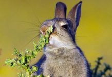 En foto: Cara de disgusto de un conejo al comer una planta