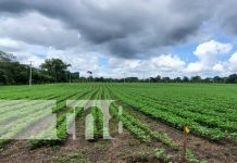 Productores de frijol y cítricos en Nicaragua con gran optimismo nicaragua, cultivo, produccion, frijol, cosecha,