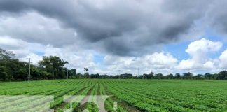 nicaragua, cultivo, produccion, frijol, cosecha,