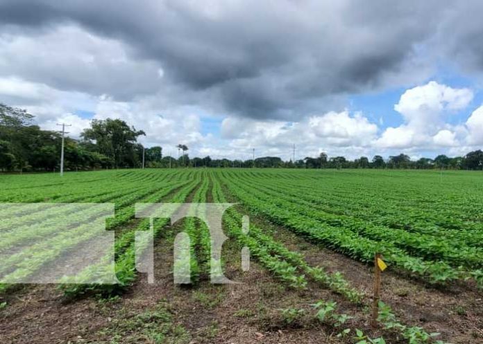 cosecha-frijol-4 nicaragua, cultivo, produccion, frijol, cosecha,