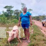 Nicaragua, caribe norte, seguridad alimentaria, bonos porcinos,