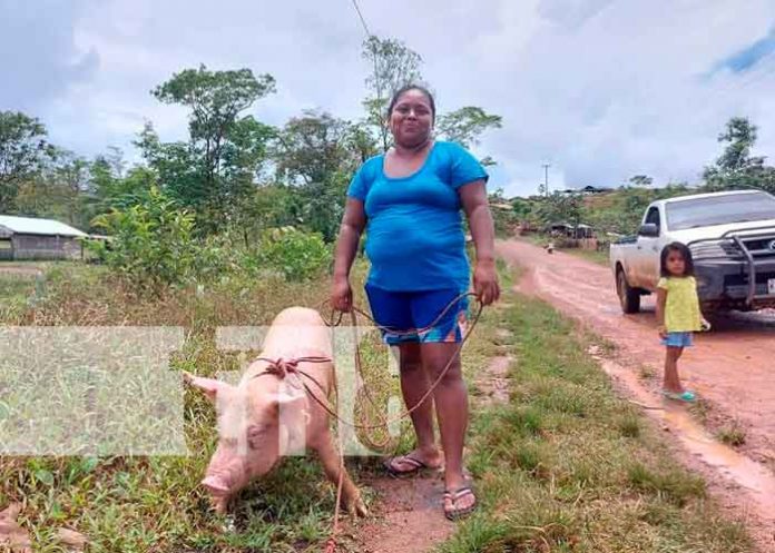 Nicaragua, caribe norte, seguridad alimentaria, bonos porcinos,