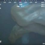 Descubren una extraña criatura en las profundidades marinas