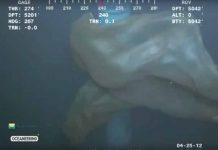 Descubren una extraña criatura en las profundidades marinas