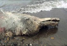 Misteriosa criatura aparece en las costas de Rusia