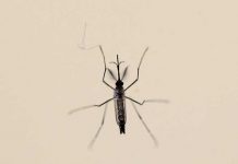 Cuba registra primer caso de zika contraído en el país
