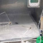 tendencias, cucaracha, tailandia,